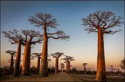 La capitale de Madagascar est la ville de Majunga.