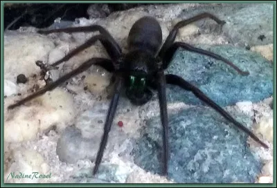 Une araignée squatte la salle de bain. Que fais-tu ?