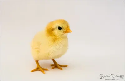 Ton voisin a une ferme. Un de ces poussins est malade. Que fais-tu ?