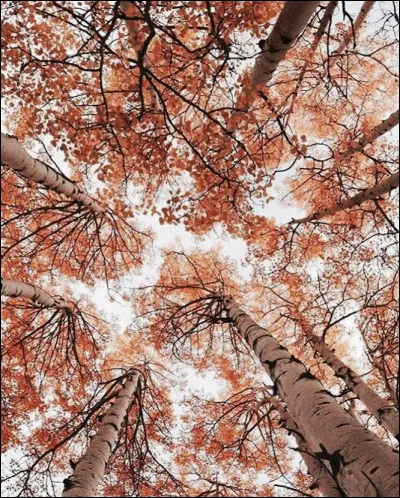 Préfères-tu les boissons chaudes ou froides ?