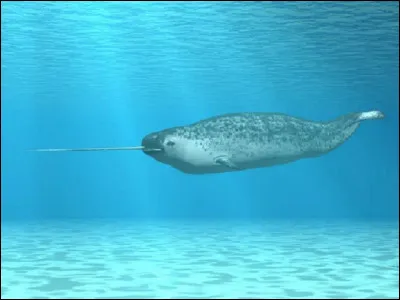 Sous quel autre nom la licorne des mers est-elle connue ?
