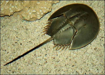 Quelle est la particularité du ''sang'' de la limule ?