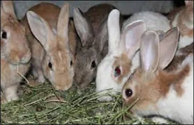 Quel nom donne-t-on à l'élevage des lapins domestiques ?