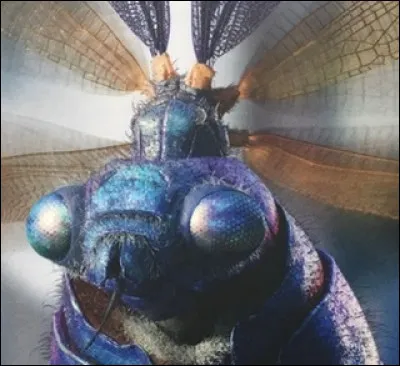 Quel est cet animal fantastique ?