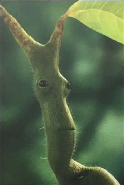 Quel est cet animal fantastique ?