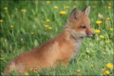 Quelle race de renard est la plus petite ?