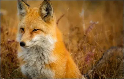 Et quelle race de renard est la plus grande ?