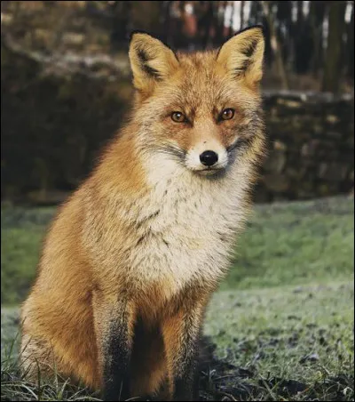 Que fait le plus, le renard, la journée ?