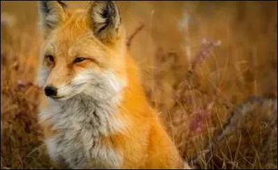 Dans quel pays, y a-t-il le plus de renards ?