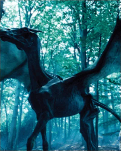 Si tu étais un animal magique, lequel serais-tu ?