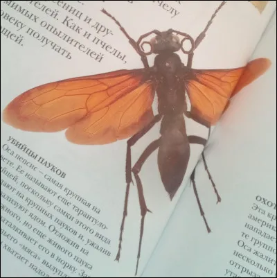 Cette guêpe est-elle la guêpe Pepsis ?