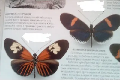 Ces deux papillons sont des espèces différentes.