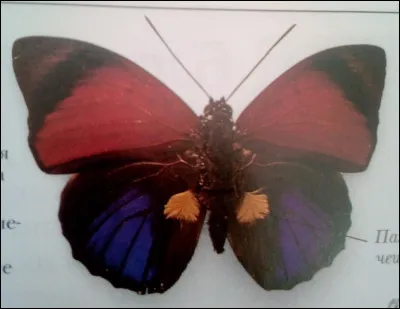 À quoi lui servent les "plumes" ?