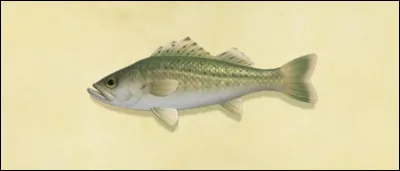 Quelle est la rareté du bar commun ?