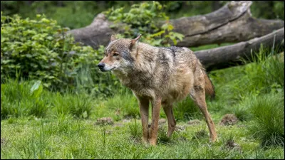 Quel poids peut faire un mâle ? (Adulte)