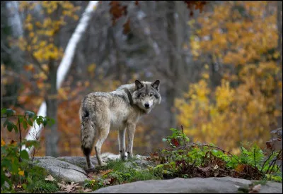 Combien de dents ont les loups adultes ?
