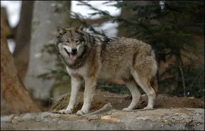 Quel est le nom latin pour la "Louve" ?