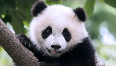 De quoi se nourrissent principalement les pandas ?