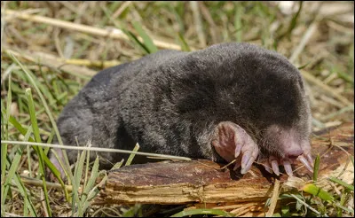 Pourquoi fut connue Bertha Hemmling ?