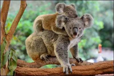 Où les koalas vivent-ils ?