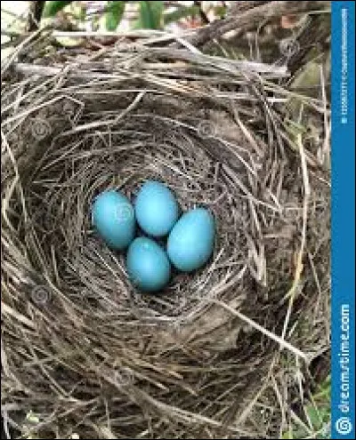 Assez mangé ! Revenons à la nature ! À quel oiseau appartiennent ces ufs ?
