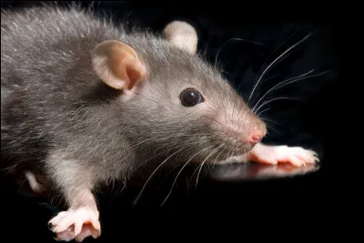 Comment s'appelle le rat de Ron (dans les tomes 1, 2 et 3) ?