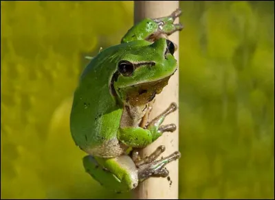 Grenouille : trouvez l'intruse !