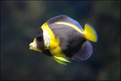 Quel est l'autre nom du bar ?