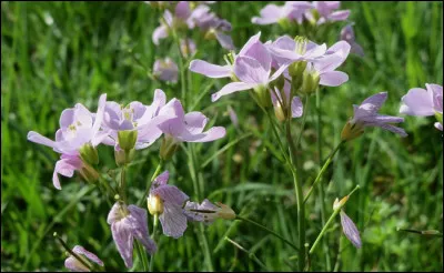 Et cette si belle fleur, comment s'appelle-t-elle ?