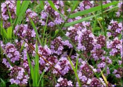 Et celle-là, je l'ai toujours admirée, mais je ne me souviens plus de son nom, peux-tu me rafraîchir la mémoire ?