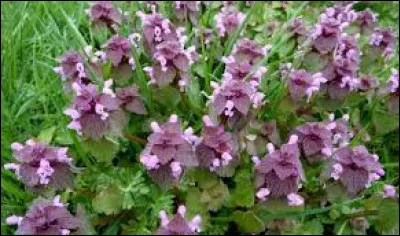 Celle-là non plus, je ne me souviens plus de son nom, peux-tu me rafraîchir la mémoire ?