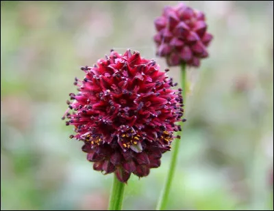 Et celle-là, te souviens-tu de son nom ?