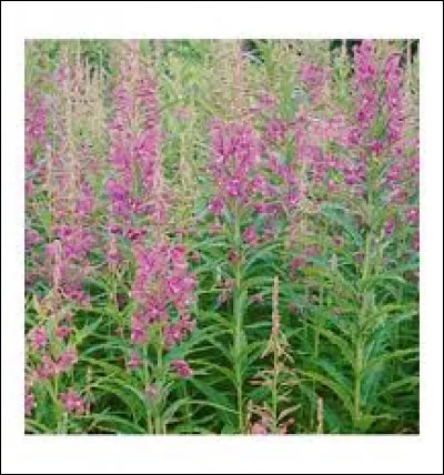 Connais-tu le nom de cette fleur ?