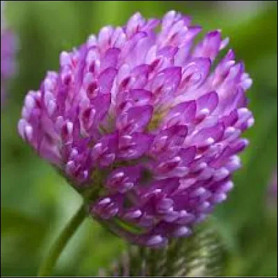 Et cette magnifique fleur, connais-tu son nom ?