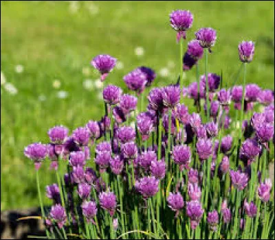 Un peu plus dur ! Connais-tu celle-là ?