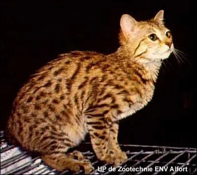 Quelle est cette race ?