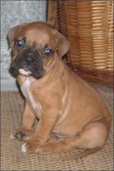 Quelle est cette race ?