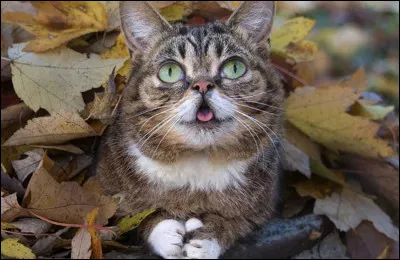Quels sont les repas préférés des chats ?