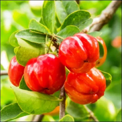 Quel arbuste donne des fruits parfois appel&eacute;s cerises de la Barbade ?