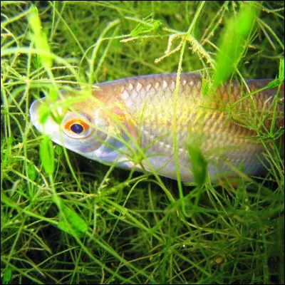 Selon l'expression, comme quel poisson d'eau douce peut-on &ecirc;tre frais ?