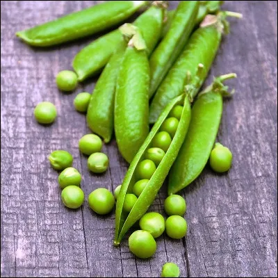 Quel botaniste est reconnu comme le p&egrave;re fondateur de la g&eacute;n&eacute;tique ?