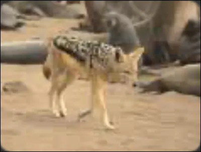 Dans le refrain, contre quel animal est Bob Morane ?