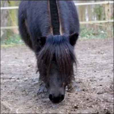 Quelle race de chevaux a la plus petite taille ?