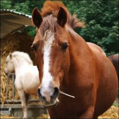 Cheval ou poney ? Comment les reconnaît-on ?