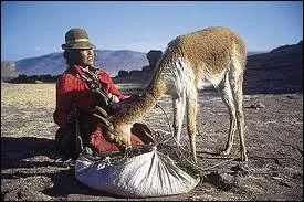 En Amrique du Sud, le Prou est le premier pays exportateur de jus d'orange au monde.