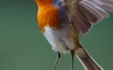 Quiz Animaux