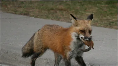 Que préfères-tu faire ?