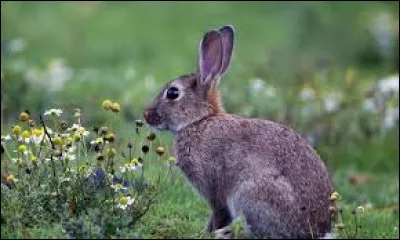 L'endroit le plus habile de ton corps est...