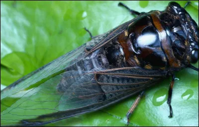 Que représente-t-on par le dessin d'une cigale ?
