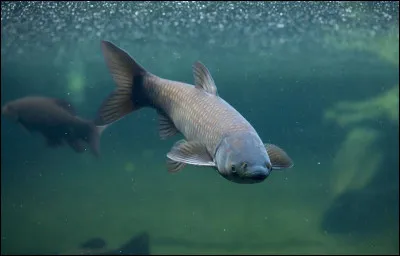 Pourquoi la carpe est-elle symbole de courage et de persévérance ?